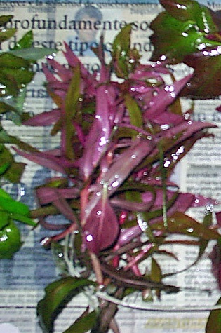 Ammannia gracilis